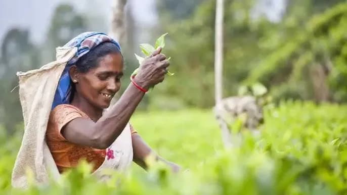 Jak powstaje herbata? Edukacyjny film dla dzieci o produkcji herbaty